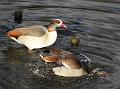2015-0204-1200_Egyptian_Geese_Cannon_Hill_Common_4C